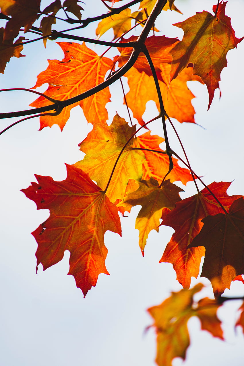Autumn, yellow-orange leaf, maple, orange HD phone wallpaper