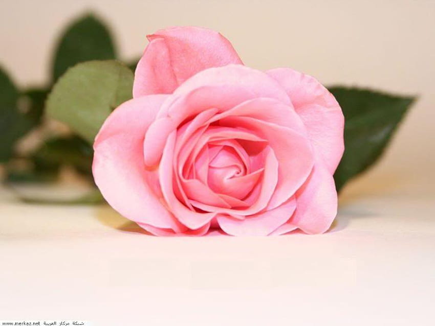 love Sweet as Rose . jpg, rose, pink, bud, petals HD wallpaper