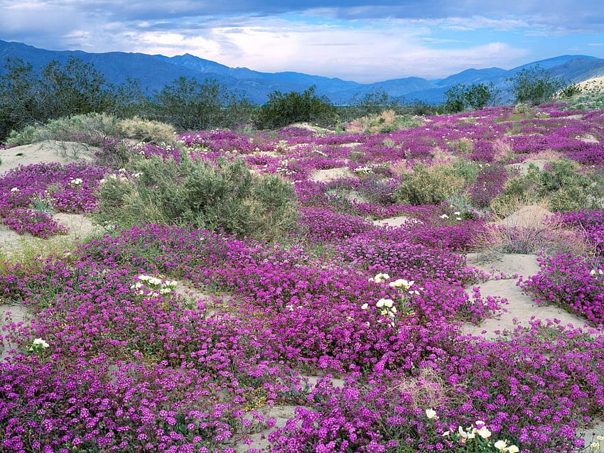 Puncak Bukit Bunga liar, lavendar, putih, tanaman, bunga, pohon, semak, pegunungan, ungu Wallpaper HD