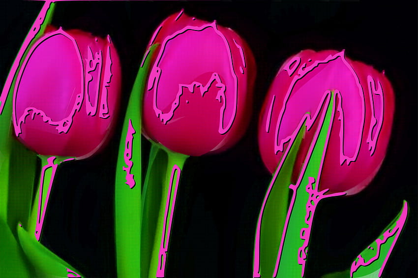 Three pink tulips on black background pop art .jpg, tulip, nature, bloom, spring HD wallpaper