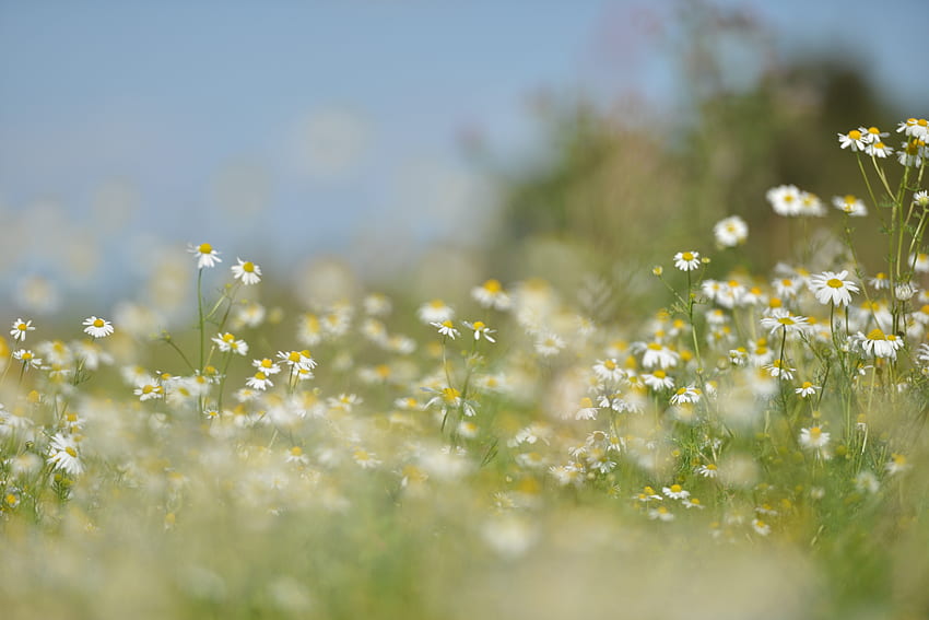 하얀 아기의 숨결 꽃, 자연, 꽃, 잔디, 잔디 HD 월페이퍼