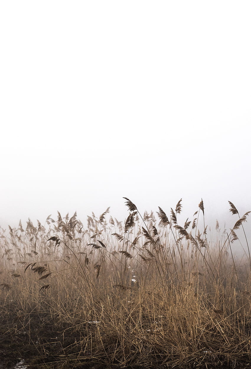 Nature, Grass, Autumn, Fog, Dry, Cane, Reed HD phone wallpaper