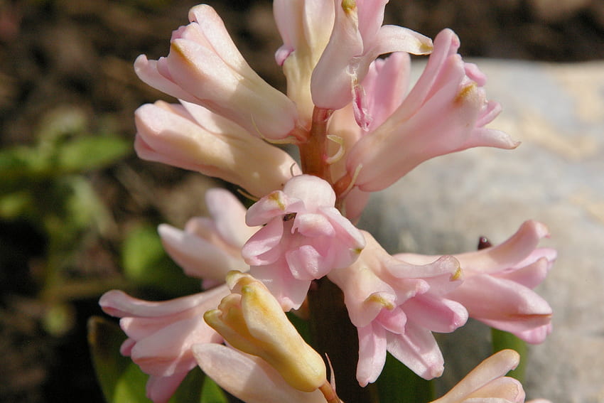 Pink Hyacinth, Hyacinth, Flowers, Landscape, Spring HD wallpaper
