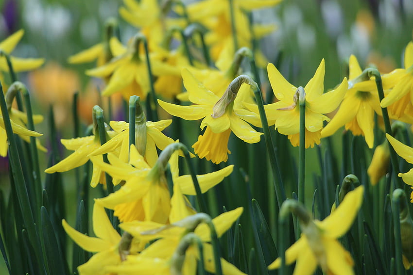 Flowers, Buds, Narcissus, Stems HD wallpaper
