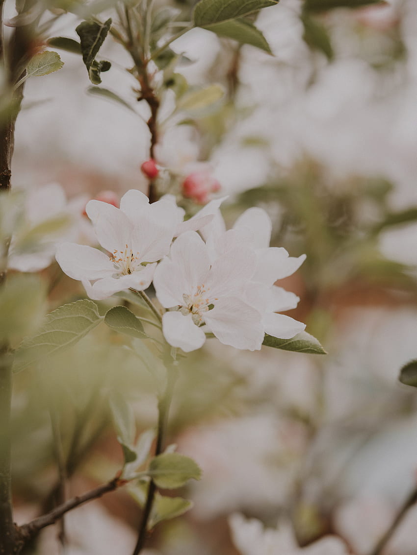 Цветя, листа, макро, клони, цъфтеж, цъфтеж, пролет, ябълково дърво HD тапет за телефон