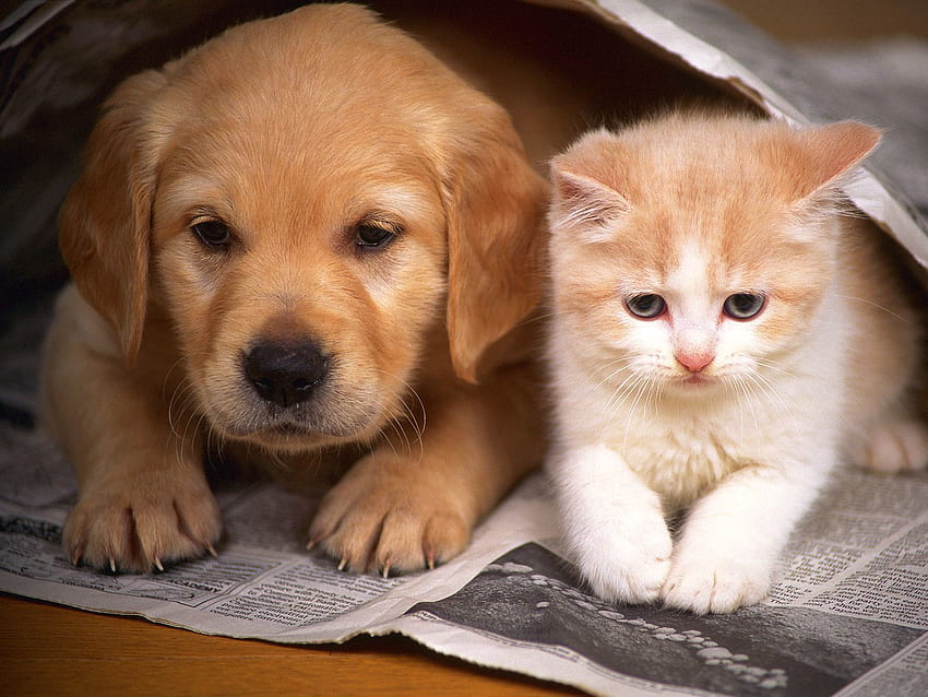 Animals, Friendship, Kitty, Kitten, Couple, Pair, Hide, Puppy, Newspaper HD wallpaper