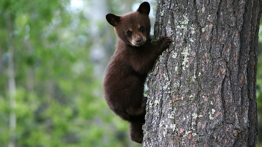 สัตว์ ไม้ หนุ่ม ต้นไม้ หมี โจอี้ เปลือกไม้ ลำต้น วอลล์เปเปอร์ HD