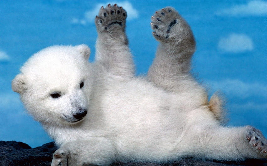 Animals, Teddy Bear, Young, To Lie Down, Lie, Playful, Joey, Paws, Polar Bear, Bear Cub HD wallpaper
