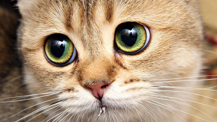 Animals, Cat, Muzzle, Eyes, Close-Up HD wallpaper