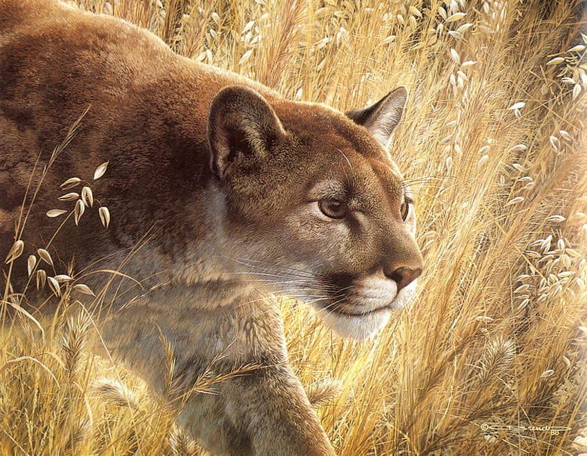 The predator, the pradator, attentive, hunter, animals, big cat, walk HD wallpaper