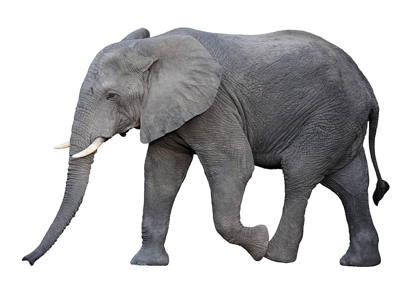 слон, животно, африкански, бозайник, слон HD тапет