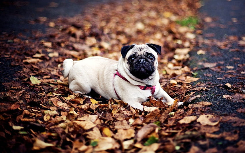 동물, 가을, 눕다, 거짓말하다, 개, 가죽끈, 잎, 퍼그 HD 월페이퍼