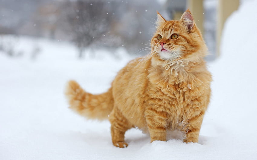 Zwierzęta, śnieg, kot, wzrok, opinia, spacer Tapeta HD