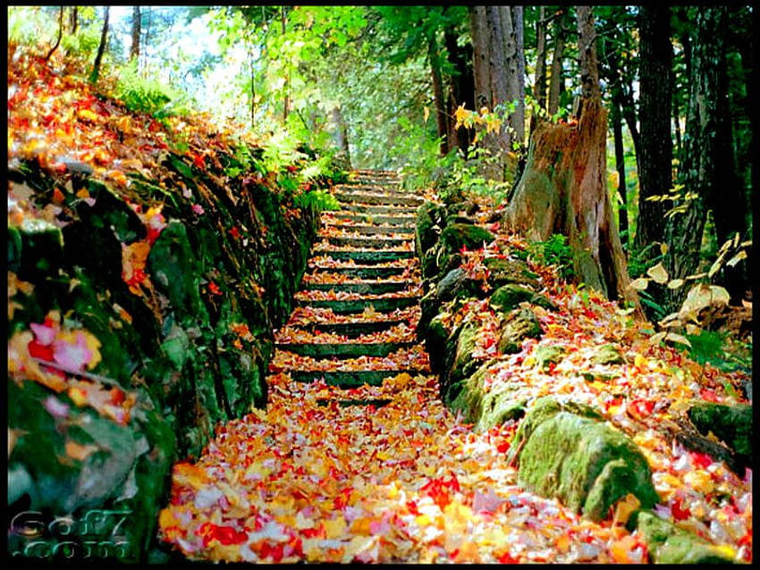 WAY TO HEAVEN, fall, steps, tres, season, emerald, stairs, heaven, autumn, nature, peace, forest HD wallpaper