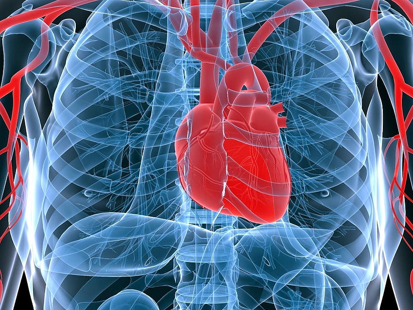 Human Lungs Biology - Heart And Bone Health, Human Machine HD wallpaper