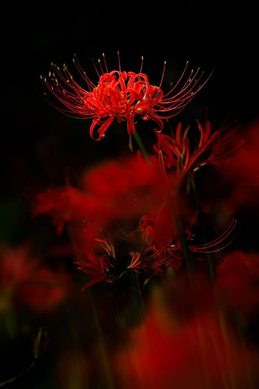Red Spider Lily Images  Browse 28041 Stock Photos Vectors and Video   Adobe Stock