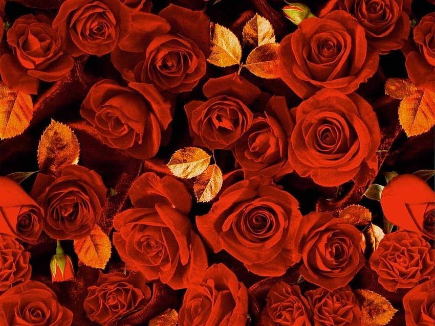 Flower: Gold Leafed Roses Leaves Red Flower Rose for 16 HD wallpaper