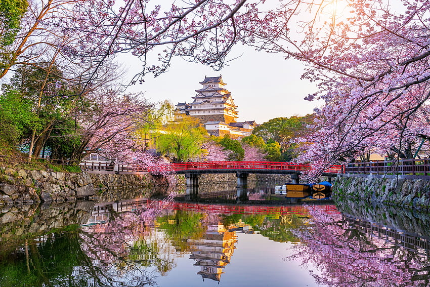 Flor de cerejeira, Japão, Cereja, Primavera, Castelo, Árvores papel de parede HD