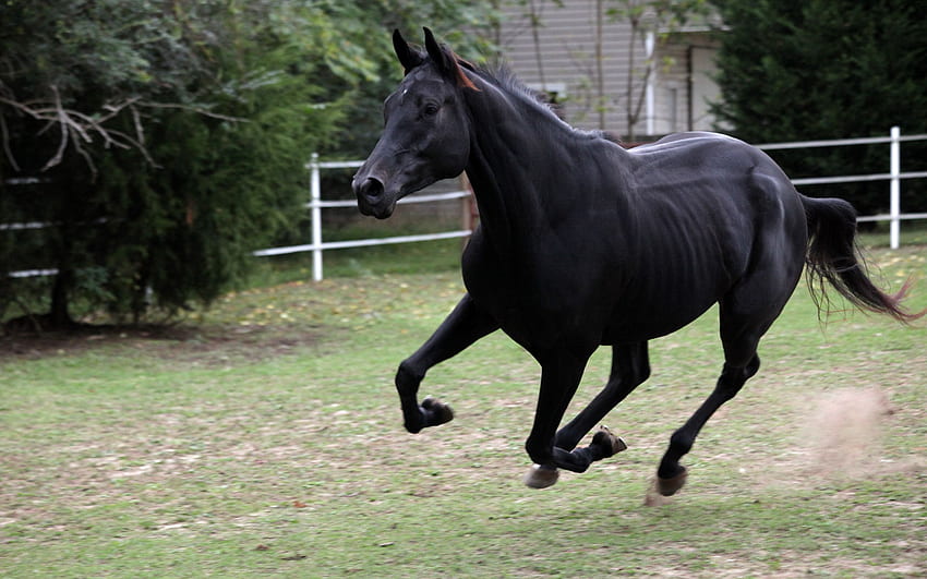 Черен кон - черни диви мустанг коне - и фон, красиви коне, тичащи диво HD тапет