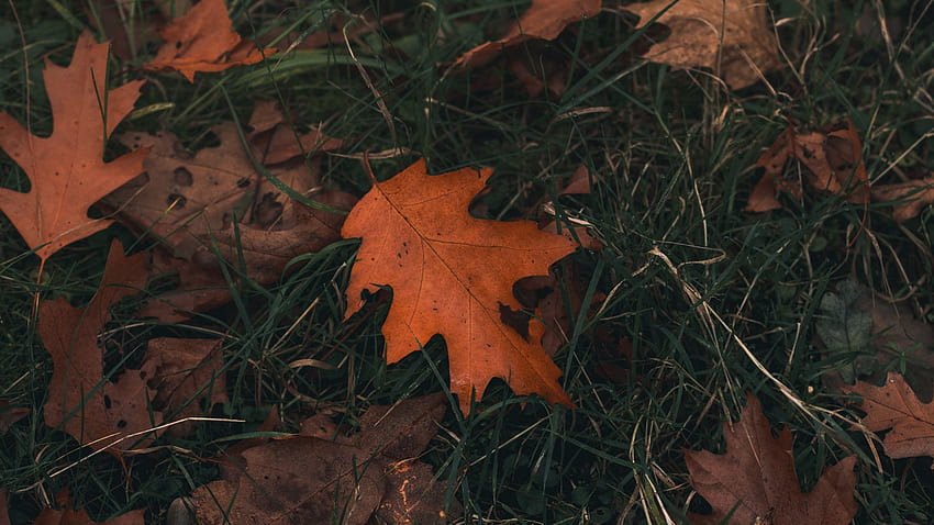 Oak, Leaf, Grass HD wallpaper