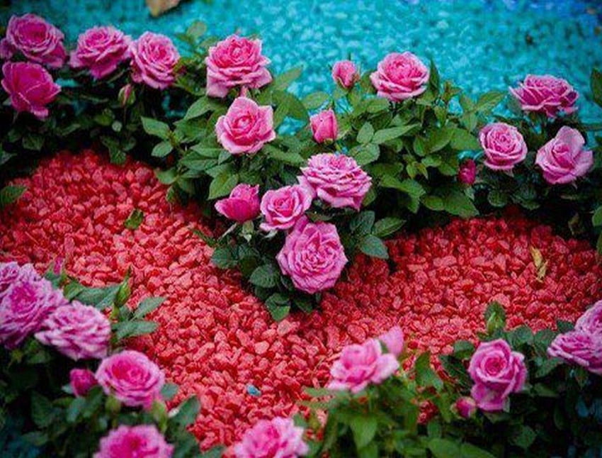 Rose rosa a forma di cuore, rose rosa, pietre colorate a forma di cuore, foglie verdi Sfondo HD