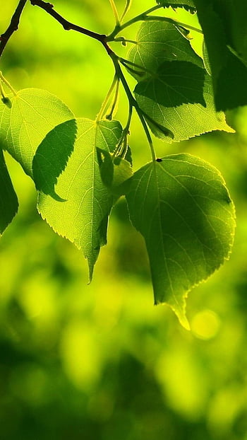 Green leaf background HD wallpapers | Pxfuel