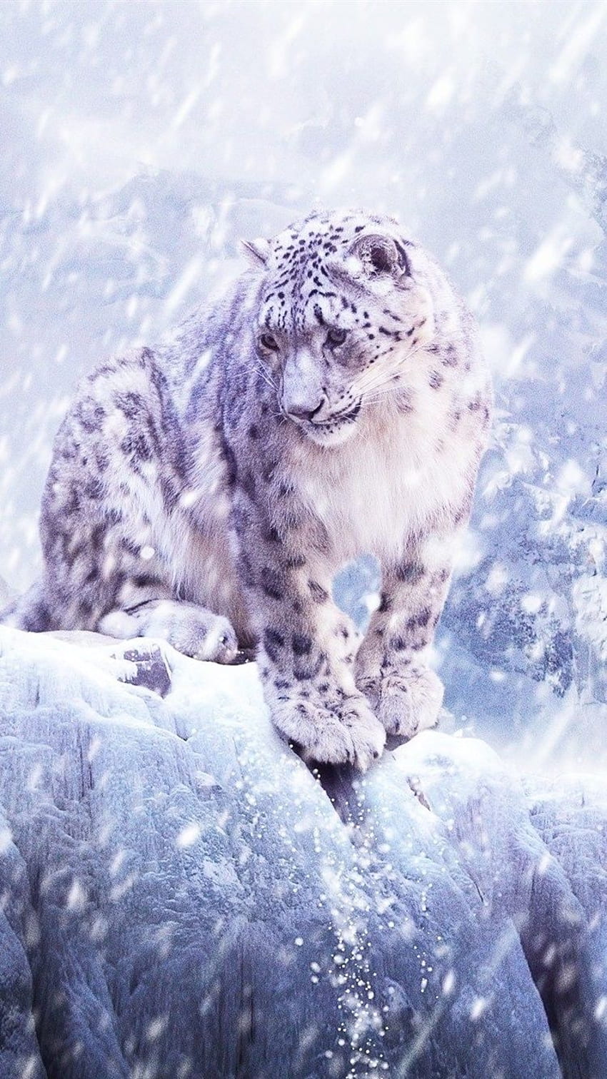 Snow leopard, HD phone wallpaper