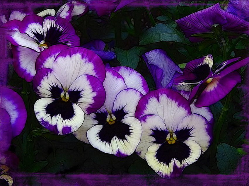 Trio, pansies, flowers, purple and white, three HD wallpaper