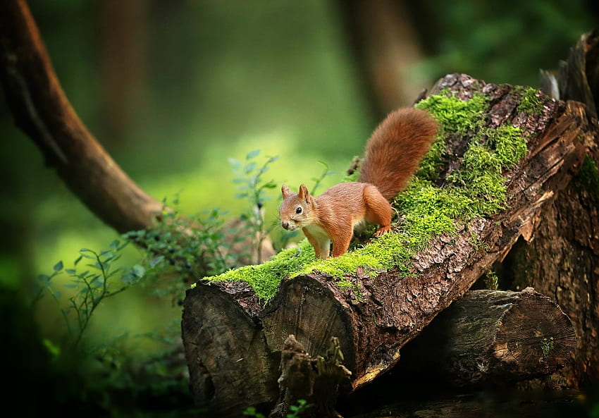 Squirrel, animal, green, red, cute, veverita, forest HD wallpaper