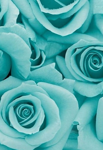 Desktop   Turquoise Flower Teal Rose Thumbnail 