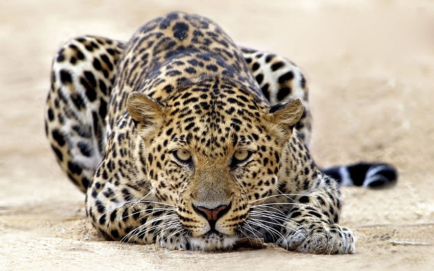 Animali, Leopardi Sfondo HD