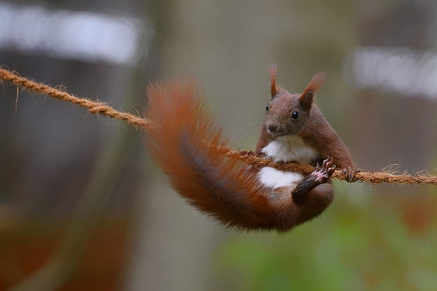 Red Squirrel HD wallpaper