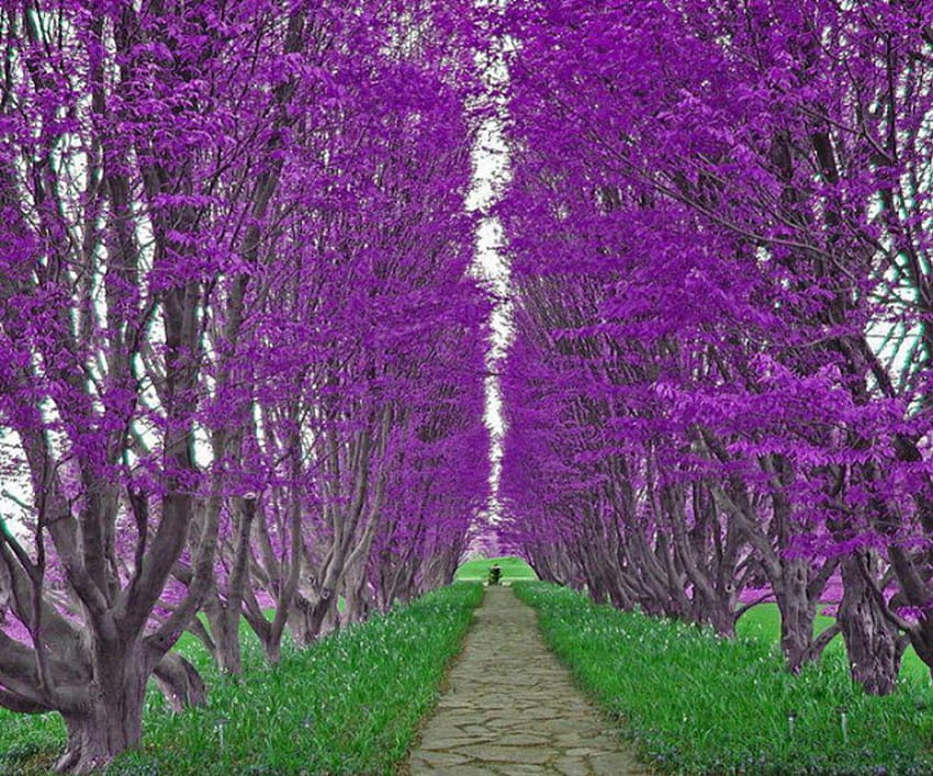 Purple Path, purple, path, green, trees, nature, grass HD wallpaper