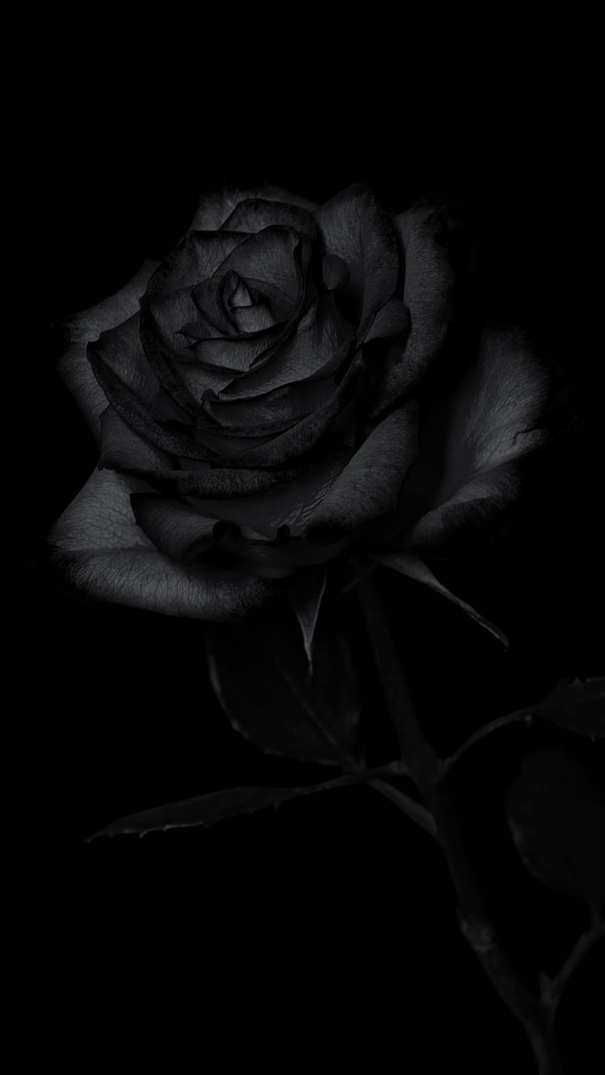 white and purple rose in bloom – , Black and White Roses iPhone HD phone wallpaper