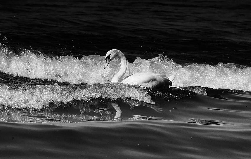Rough sea, sea, white, waves, black, swan, rough HD wallpaper