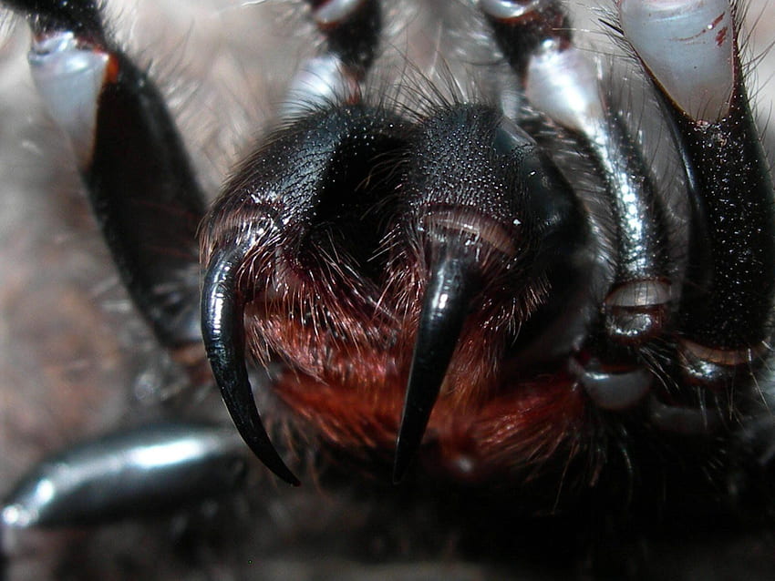 spider, Closeup, Fangs, Scary, Face, Spiders / and Mobile Background HD wallpaper