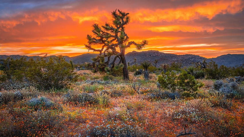 Национален парк Джошуа Трий, Калифорния, залез, хълмове, цветове, облаци, пейзаж, небе, САЩ HD тапет