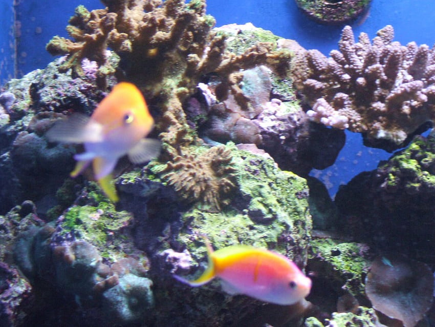 Colorful Fishes, fish, coral HD wallpaper