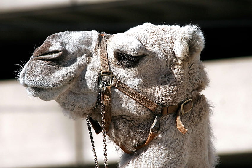 animal, Camello árabe, camello, cadena, de cerca, linda, exótico, cara, granja, gracioso, pelaje, cabeza, mamífero, boca, nariz, al aire libre, retrato, vista lateral, lana fondo de pantalla