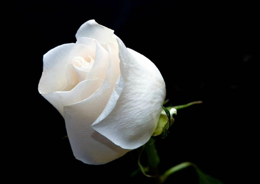ROSE BLANCHE, rose, blanc, adorable, fleur Fond d'écran HD