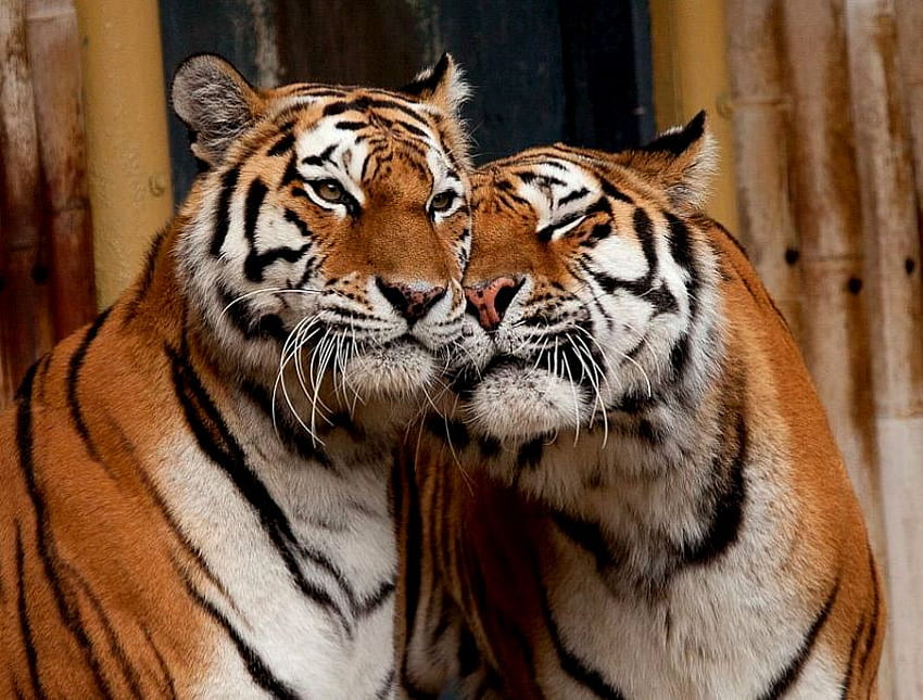 Carinho, listras, par, laranja preto branco, companheiros, tigres papel de parede HD