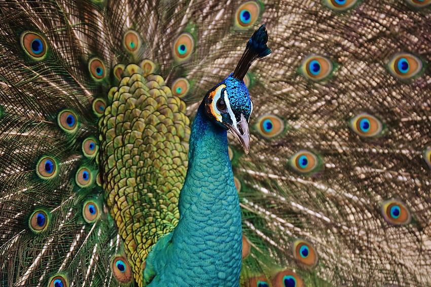 動物, 鳥, 孔雀, 羽毛 高画質の壁紙