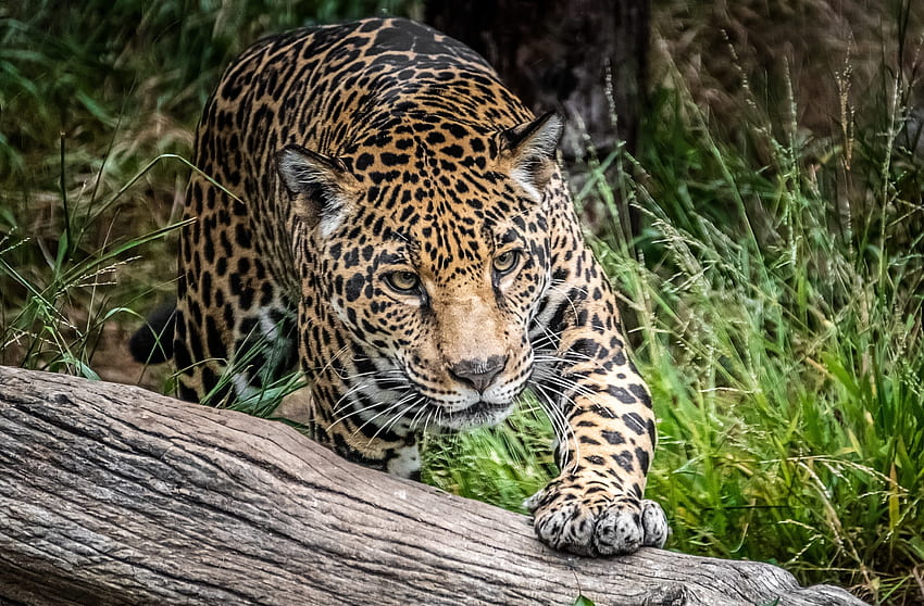 Jaguar, wild cat, predator, wild HD wallpaper
