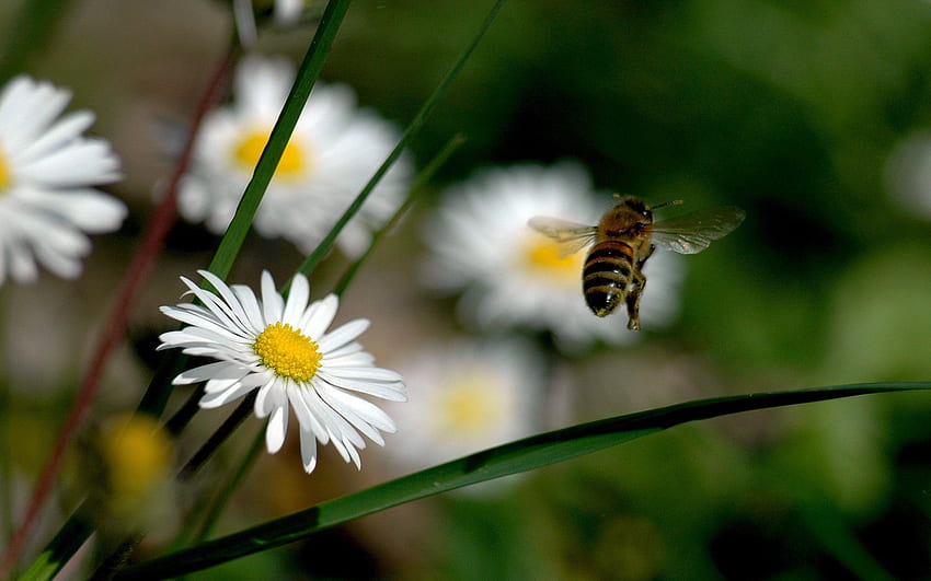 ดอกไม้ หญ้า มาโคร ฟิลด์ เที่ยวบิน ผึ้ง การผสมเกสร วอลล์เปเปอร์ HD