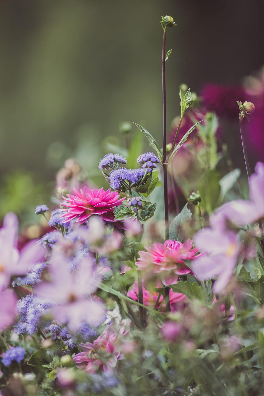 꽃, 개화기, 달리아, 정원 HD 전화 배경 화면