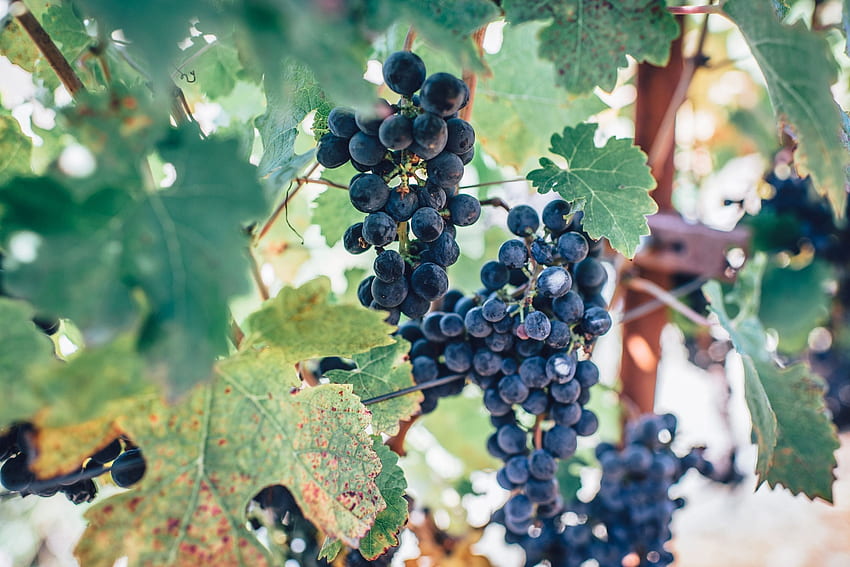 Dojrzały krzew winogronowy, winogrona Tapeta HD