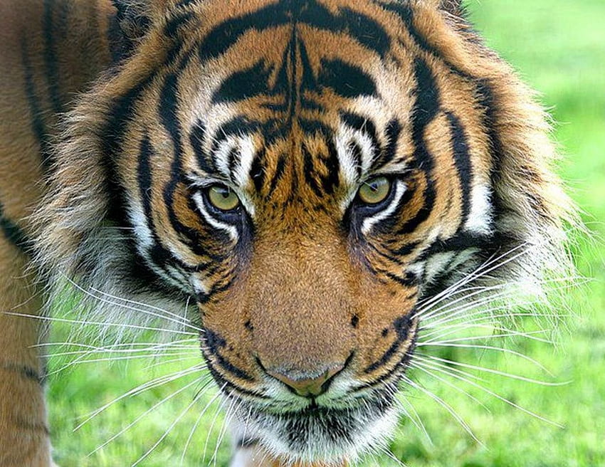 Un tigre aterrador, grandes felinos, bengala, aterrador, tigre, tigre siberiano, caza fondo de pantalla