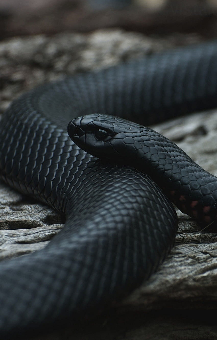 Black Snake Is A Beautiful Black Colour Background, Picture Of Black Mamba  Snake Background Image And Wallpaper for Free Download