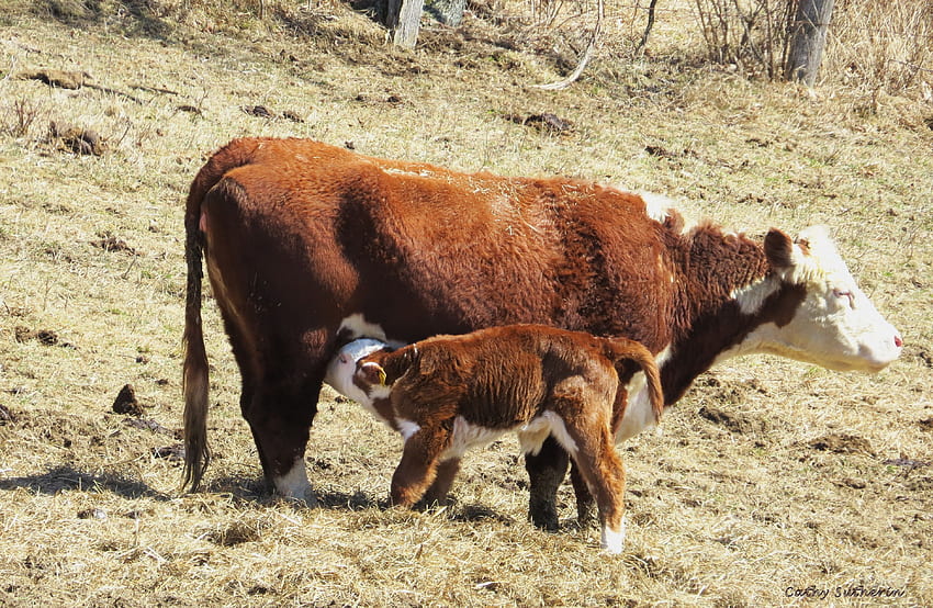Cows: Nature Animal Birth Feed Feeding New Calf Country Farm Hungry HD wallpaper