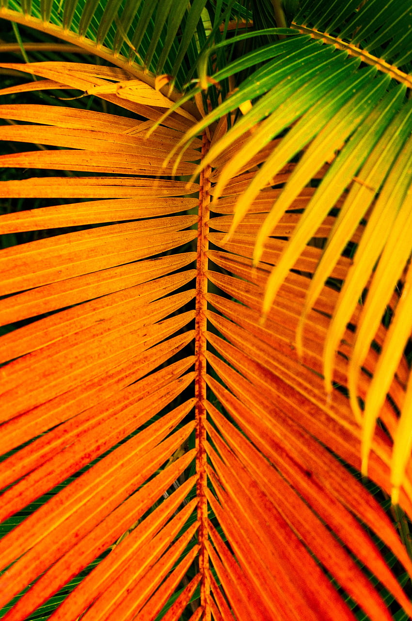 Leaves, Macro, Bright, Palm, Branch, Saturated HD phone wallpaper